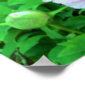 ピンクエレガントの木の牡丹の花と黄色の中心 ポスター (角)