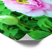 ピンクエレガントの木の牡丹の花と黄色の中心 ポスター (角)