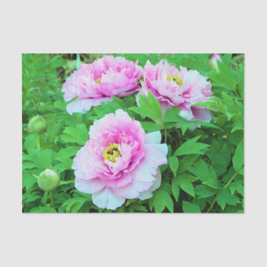 ピンクエレガントの木の牡丹の花と黄色の中心 薄葉紙 (正面)