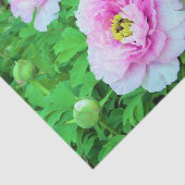 ピンクエレガントの木の牡丹の花と黄色の中心 薄葉紙 (詳細)