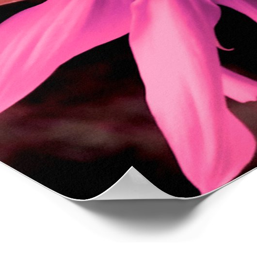 ピンクエレガントの花ひまわりピンクの花 ポスター (角)