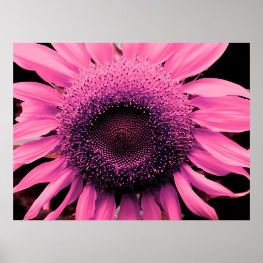 ピンクエレガントの花ひまわりピンクの花 ポスター (正面)