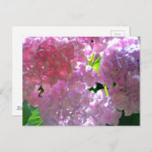 ピンクエレガントの花ピンクのフローラピンクのあじさい ポストカード (正面/裏面)