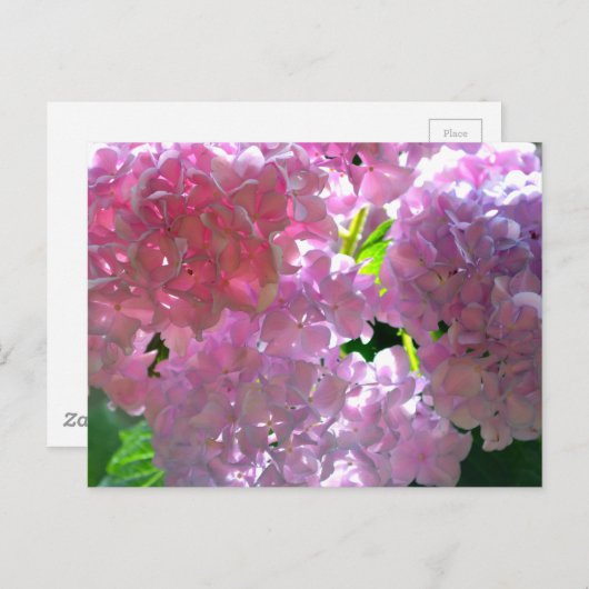ピンクエレガントの花ピンクのフローラピンクのあじさい ポストカード (正面/裏面)