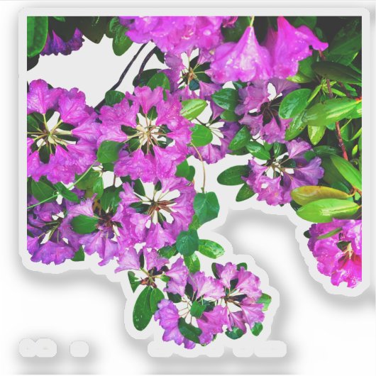 ピンクエレガントの花模様ピンクのツツジのピンクの花 シール (正面)