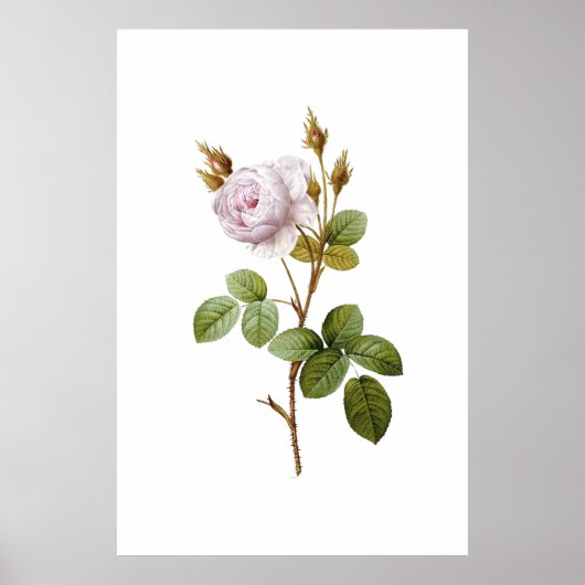 ピンクエレガントバラ植物印刷可能ポスター ポスター (正面)