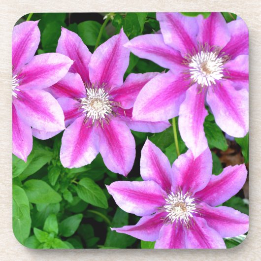 ピンクエレガントフローラグリーン植物学 コースター (正面)