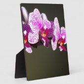 ピンクエレガントフローラ熱帯性ピンク色のラン フォトプラーク (側面)