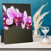ピンクエレガントフローラ熱帯性ピンク色のラン フォトプラーク (側面)