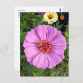 ピンクエレガント《植物》百日草フラワーポストカード ポストカード (正面/裏面)