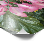 ピンクエンジェルウィングベゴニアフラワーズフローラ フォトプリント (角)