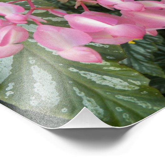 ピンクエンジェルウィングベゴニアフラワーズフローラ フォトプリント (角)