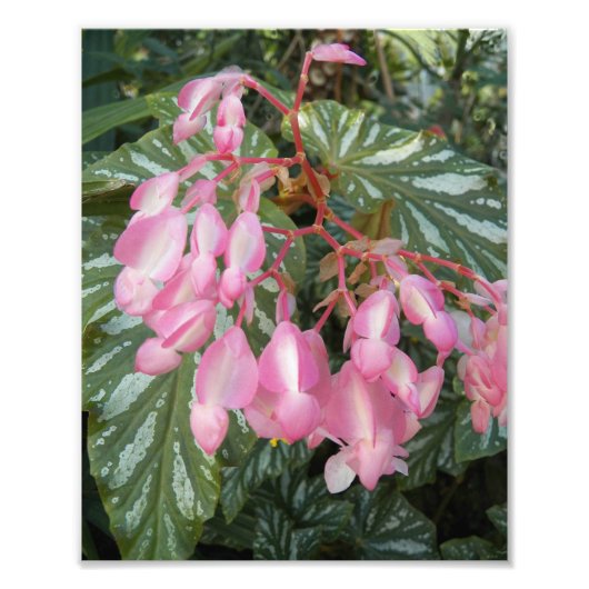 ピンクエンジェルウィングベゴニアフラワーズフローラ フォトプリント (正面)