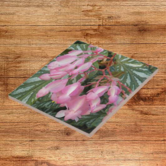 ピンクエンジェルウィングベゴニアフローラ タイル