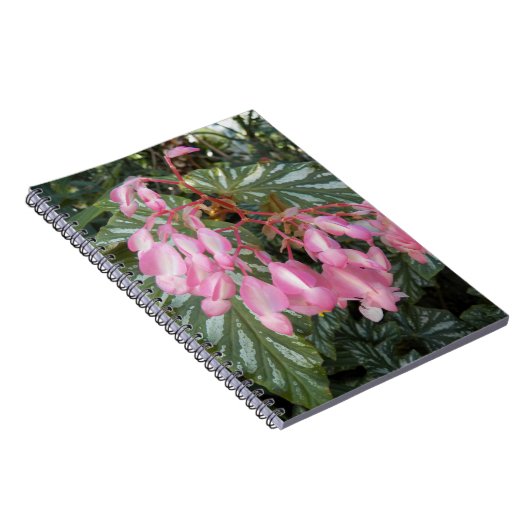 ピンクエンジェルウィングベゴニアフローラ ノートブック (右側)