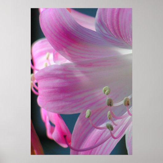 ピンクエンブレイスプリント ポスター (正面)