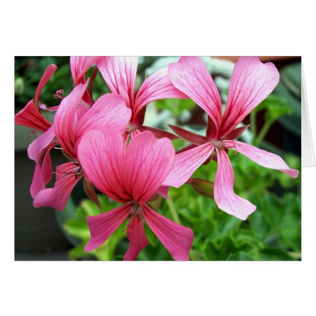 ピンクオダマキ（植物） (正面横)