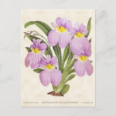 ピンクオドントグロスサムオーキッドヴィンテージ植物学 ポストカード (正面)