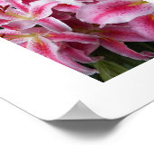ピンクオリエンタルリリーフローラ写真 ポスター (角)