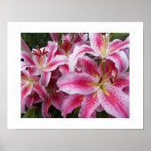 ピンクオリエンタルリリーフローラ写真 ポスター (正面)