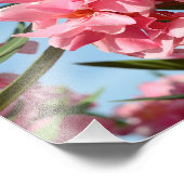 ピンクオレアンダーの写真の拡大 フォトプリント            (角)