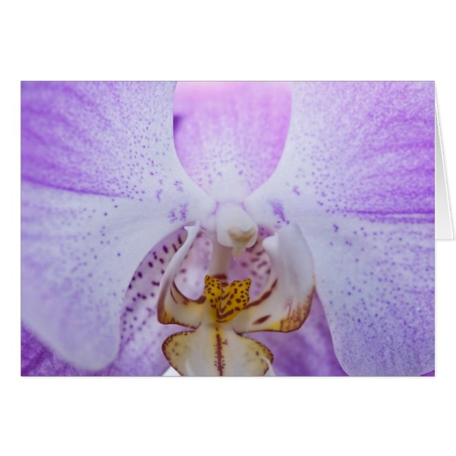 ピンクオーキッド (正面横)