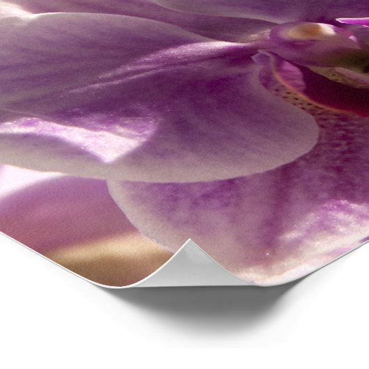 ピンクオーキッド ポスター (角)