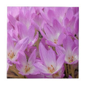 ピンクオータムクロカス開花フローラ タイル (正面)