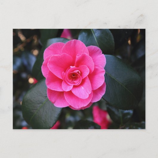 ピンクカメリア ポストカード (正面)