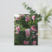 ピンクカメリア：東京 ポストカード (スタンド正面)