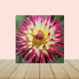 ピンクカラフルカクタスダリア開花フローラ タイル