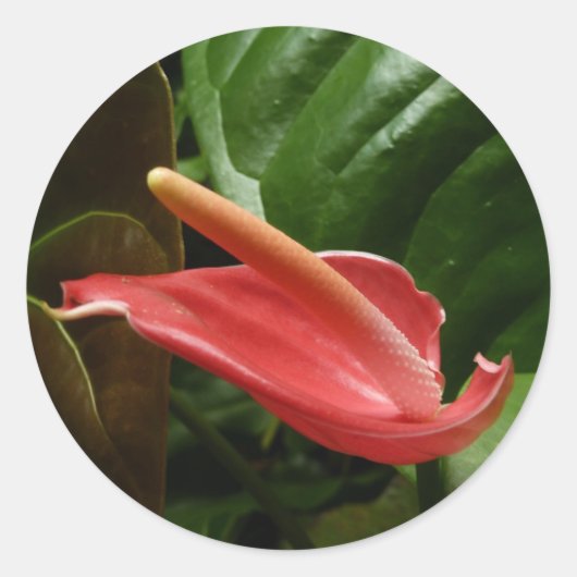 ピンクカラリリーエレガントフローラ ラウンドシール (正面)