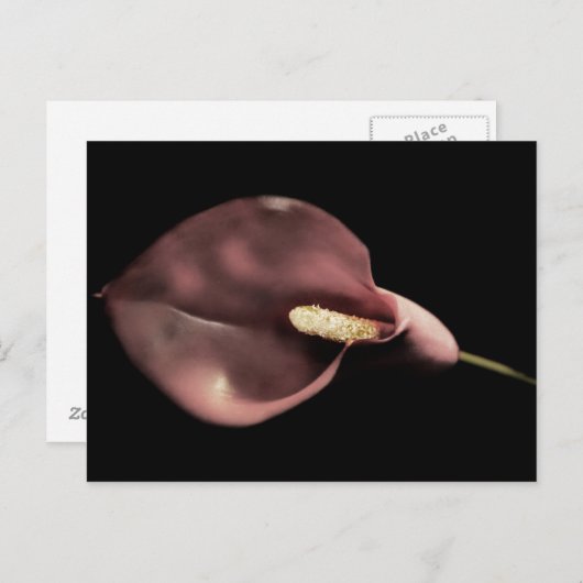 ピンクカラ – はがき (正面/裏面)