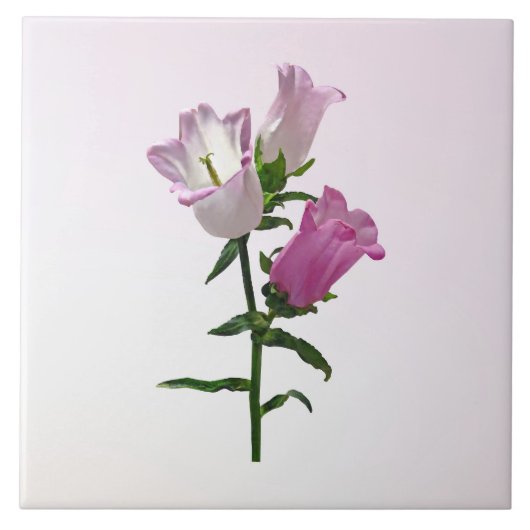 ピンクカンタベリーベル タイル (正面)