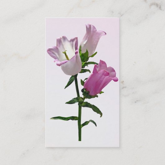 ピンクカンタベリーベル 名刺 (裏面)