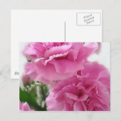 ピンクカーネーション1 ポストカード (正面/裏面)