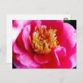 ピンクガーデニアマクロポストカード ポストカード (正面/裏面)