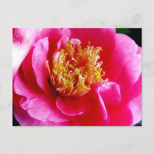 ピンクガーデニアマクロポストカード ポストカード (正面)