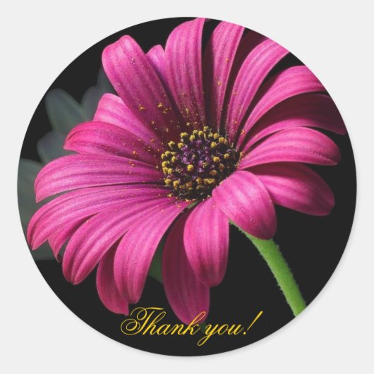 ピンクガーベラありがとう! ラウンドシール (正面)