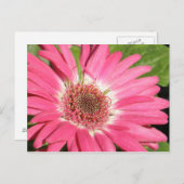 ピンクガーベラデイジー ポストカード (正面/裏面)