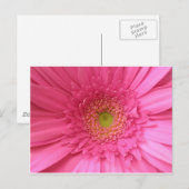 ピンクガーベラデイジー ポストカード (正面/裏面)