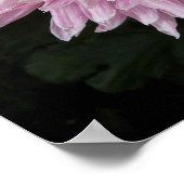 ピンクキク開花フローラ写真 ポスター (角)