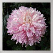 ピンクキク開花フローラ写真 ポスター (正面)