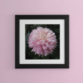 ピンクキク開花フローラ写真 ポスター