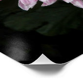 ピンクキク開花フローラ ポスター (コーナー)