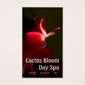 ピンククリスマスカッティ開花写真 (正面)