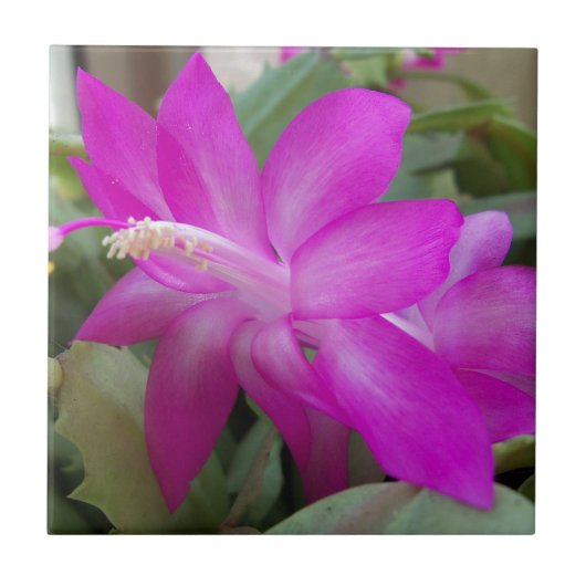 ピンククリスマスサボテン開花 タイル (正面)