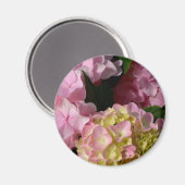 ピンククリームアジサイ黄色ピンクグリーンフローラ マグネット (正面/裏面)