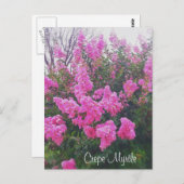 ピンククレープマートル自然アートフォト文字 ポストカード (正面/裏面)