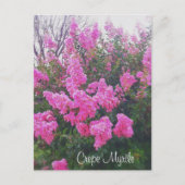ピンククレープマートル自然アートフォト文字 ポストカード (正面)